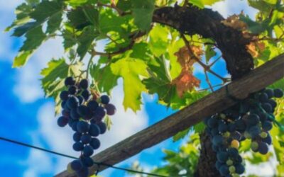 Završni dan 25. izložbe vina Oriovita