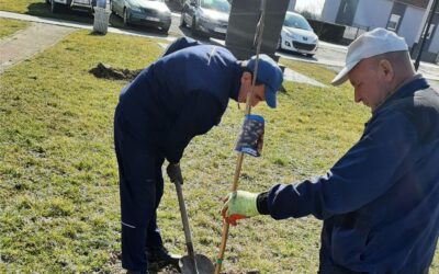 Na području TZ Meridiana Slavonica zasađeno 10 sadnica pitomog kestena